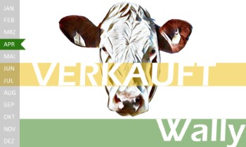 tr�chtige Fleckvieh Kalbin zu verkaufen, beweidet und ruhig